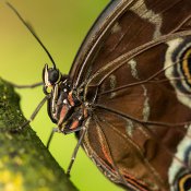 Motýl Morpho Didius